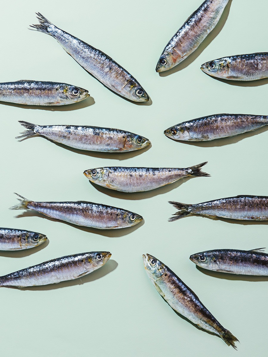 decorative fish on a blue background