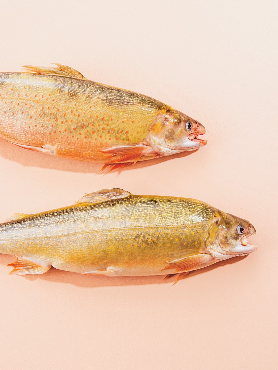 two fish on a pink background