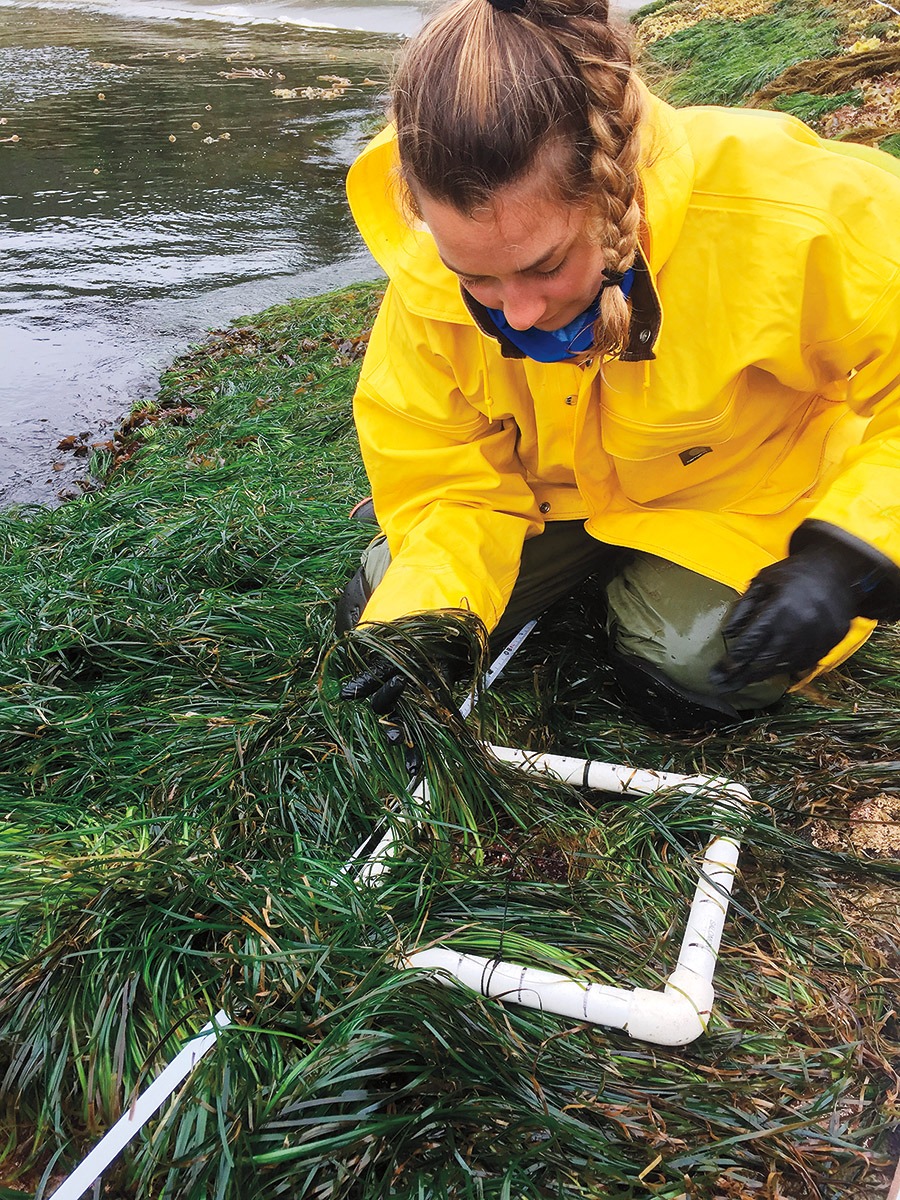 woman inspecting sea grass