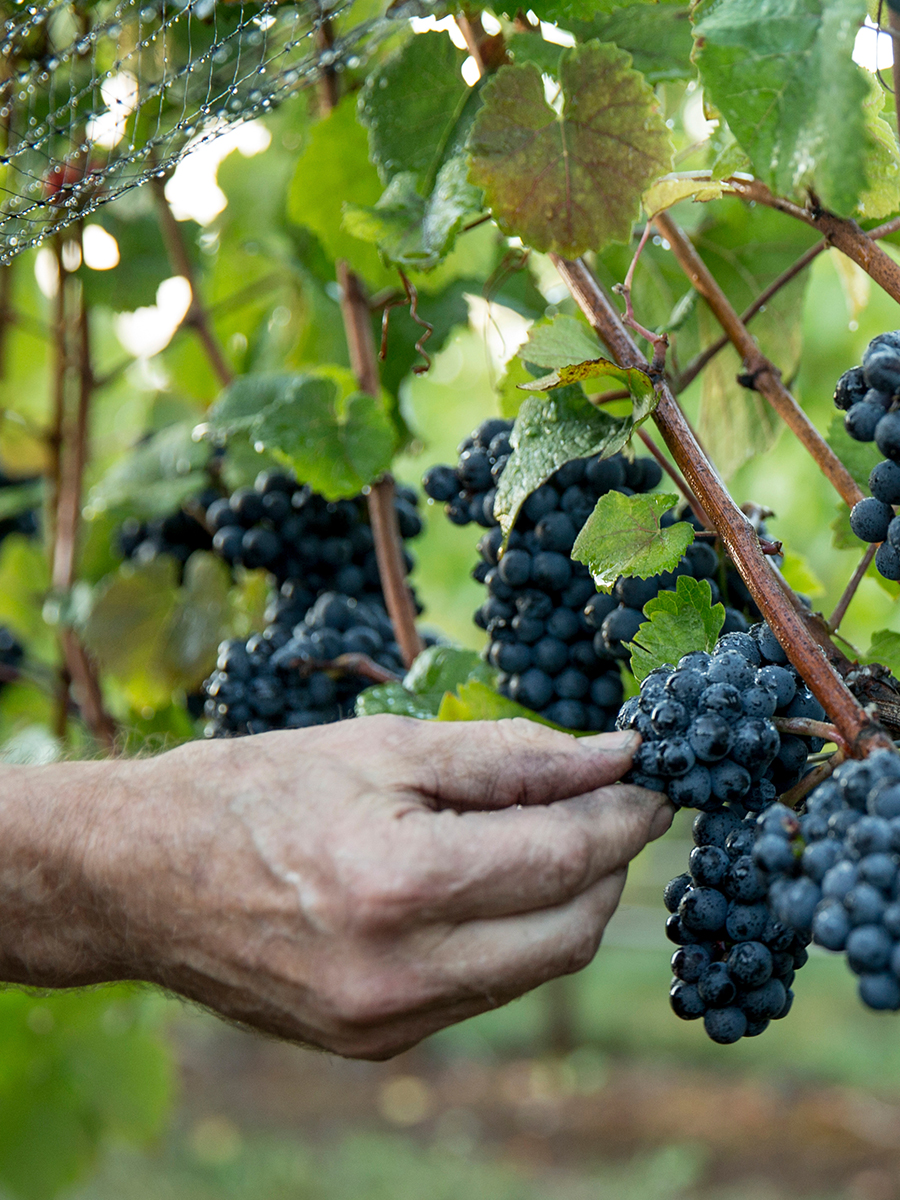 hand pricking grapes