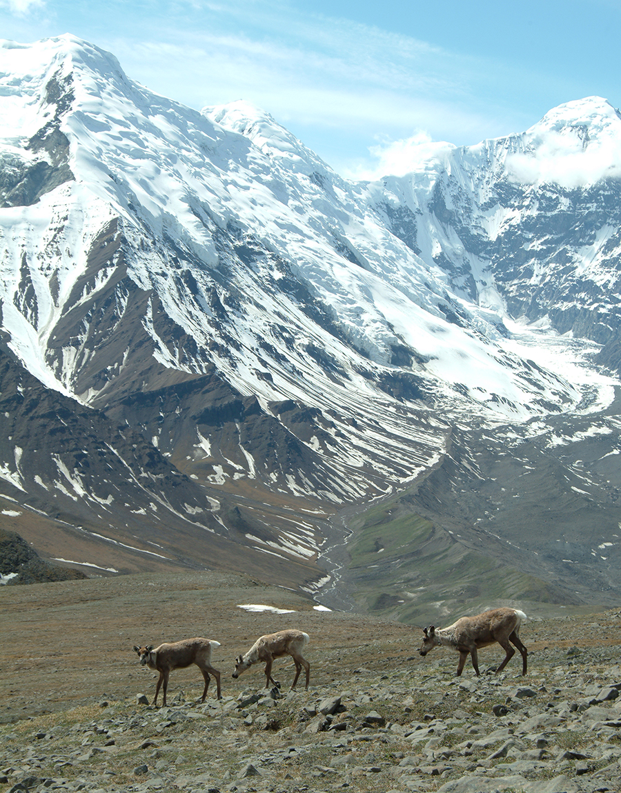 three caribou grazing in valley with snow-covered mountains behind