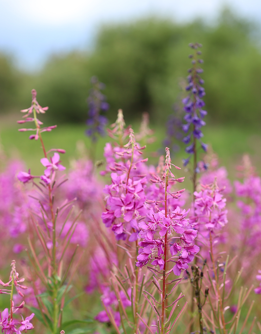 fireweed